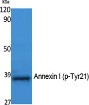 Annexin I (phospho Tyr21) rabbit pAb