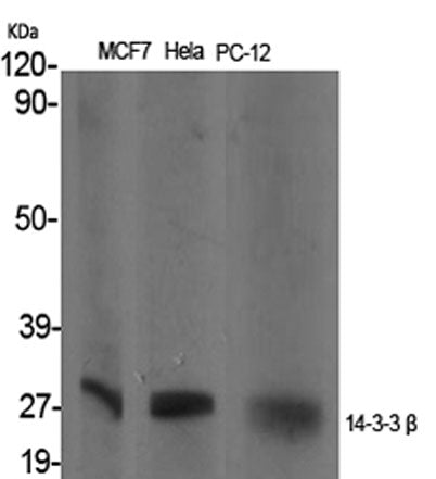 14-3-3 β rabbit pAb