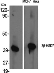 3β-HSD7 rabbit pAb