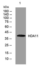 HDA11 rabbit pAb