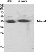 Actin α1 rabbit pAb