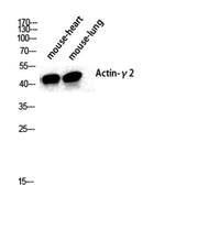 Actin α3 rabbit pAb