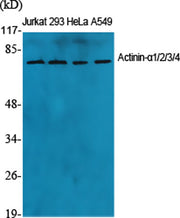 Actinin-α1/2/3/4 rabbit pAb