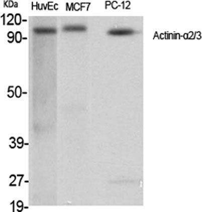 Actinin-α2/3 rabbit pAb