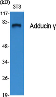 Adducin γ rabbit pAb