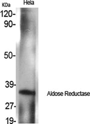 Aldose Reductase rabbit pAb