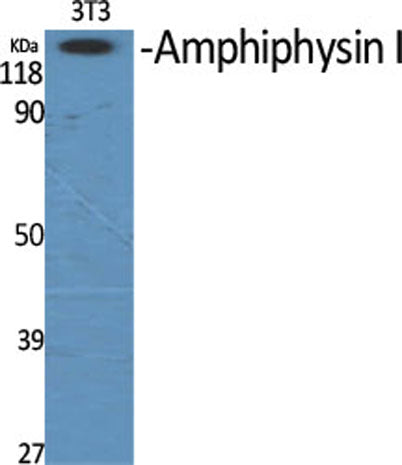 Amphiphysin I rabbit pAb