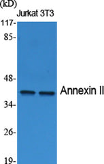 Annexin II rabbit pAb