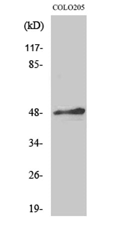 AP-2α/β rabbit pAb