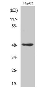 AP-2γ rabbit pAb