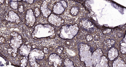 EGFR (Phospho-Tyr998) rabbit pAb