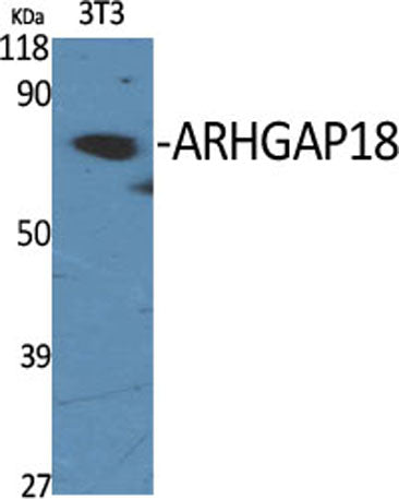 ARHGAP18 rabbit pAb