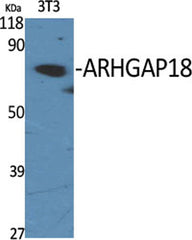 ARHGAP18 rabbit pAb