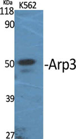 Arp3 rabbit pAb