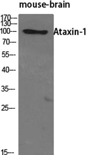 Ataxin-1 rabbit pAb
