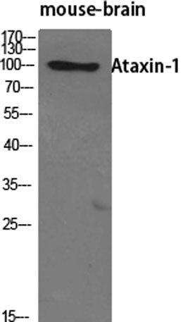 Ataxin-1 rabbit pAb