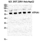 ATP5A rabbit pAb