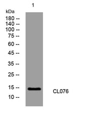 CL076 rabbit pAb