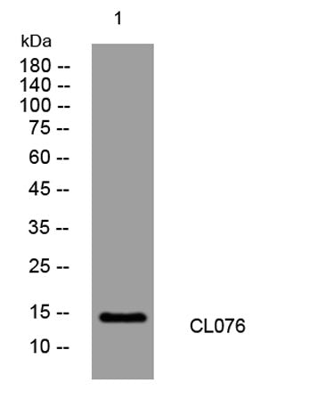 CL076 rabbit pAb