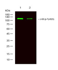 c-Kit (phospho-Tyr823) rabbit pAb