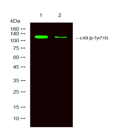 c-Kit (phospho-Tyr719) rabbit pAb