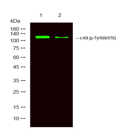 c-Kit (phospho-Tyr568/570) rabbit pAb