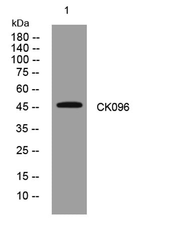 CK096 rabbit pAb