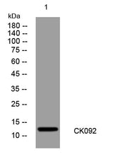 CK092 rabbit pAb