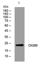 CK085 rabbit pAb