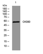 CK080 rabbit pAb