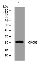 CK068 rabbit pAb