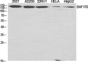 BAF170 rabbit pAb