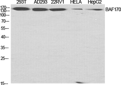 BAF170 rabbit pAb