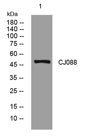 CJ088 rabbit pAb