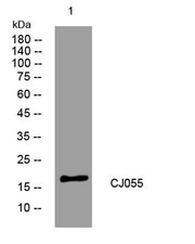 CJ055 rabbit pAb