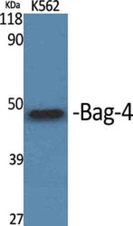 Bag-4 rabbit pAb