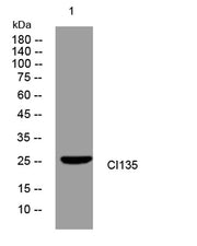 CI135 rabbit pAb
