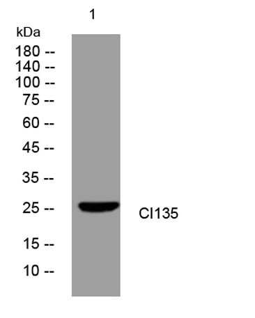 CI135 rabbit pAb
