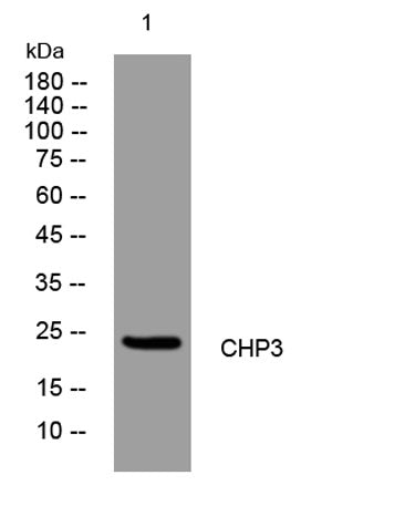 CHP3 rabbit pAb