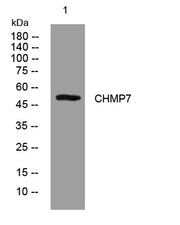 CHMP7 rabbit pAb