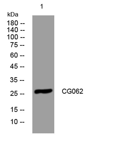 CG062 rabbit pAb