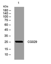 CG029 rabbit pAb