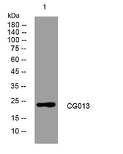 CG013 rabbit pAb