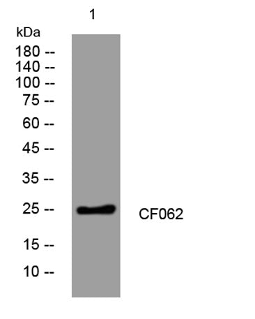 CF062 rabbit pAb