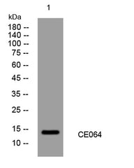 CE064 rabbit pAb