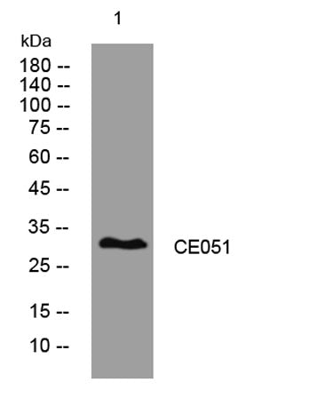 CE051 rabbit pAb