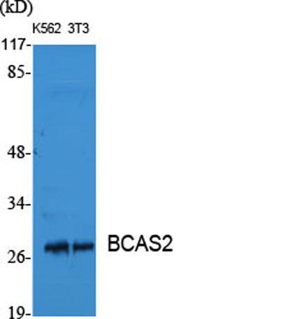 BCAS2 rabbit pAb