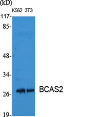 BCAS2 rabbit pAb
