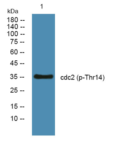 cdc2 (phospho-Thr14) rabbit pAb