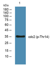 cdc2 (phospho-Thr14) rabbit pAb